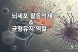 뇌졸증의 줄기세포 이식 치료 가능성 높아져